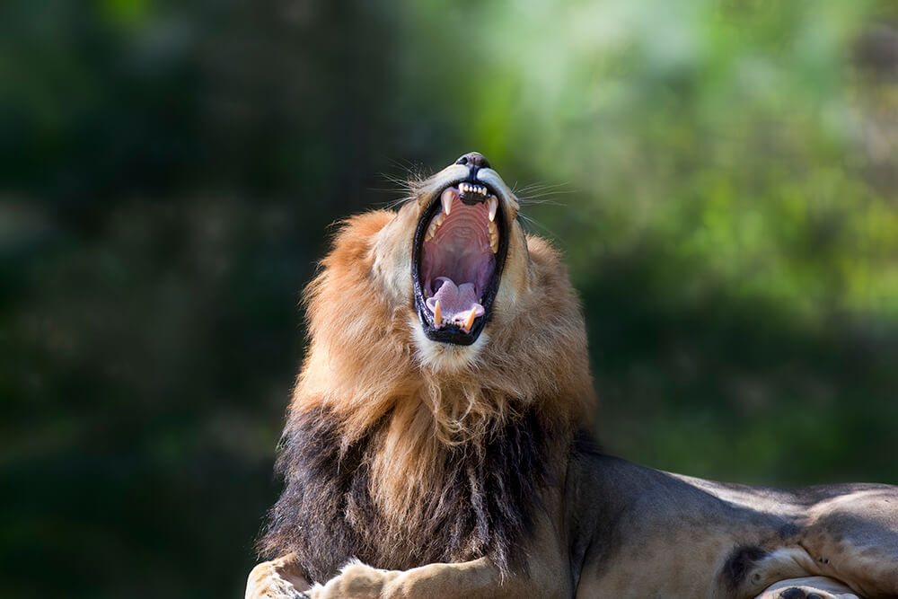 A close up shot of a male lion (Panthera leo) roaring with its mouth wide open.