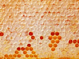 close up of fresh honey combs background